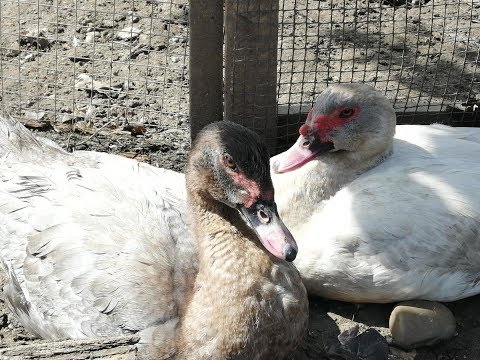 Видео: Мускусные утки - утка в гнезде с курицей//Племенной молодняк