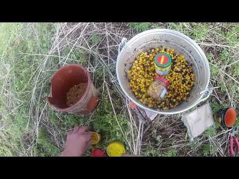 Видео: В ожидании сазана! Рыбалка в Листвягово 2020. КВХ.