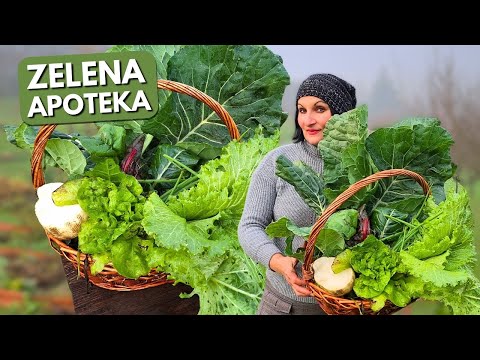 Видео: Зеленая аптека: 5 самых полезных растений в саду!