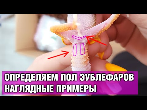 Видео: Эублефар — Как определить пол геккона-эублефара