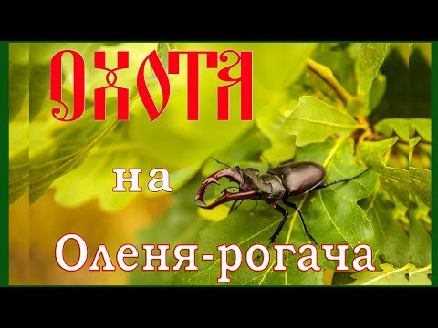Видео: Охота на оленя-рогача!!!