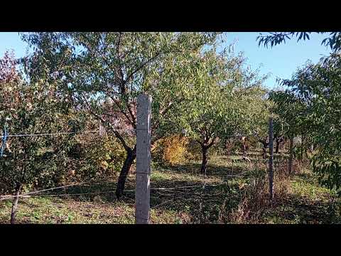 Видео: 1 ноября 2025 год.Крым.Полетели журавли 