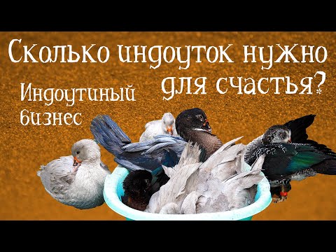 Видео: СКОЛЬКО ИНДОУТОК НУЖНО ДЛЯ СЧАСТЬЯ? Оптимальный размер племенного стада | ИНДОУТИНЫЙ БИЗНЕС