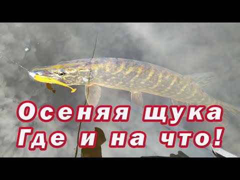 Видео: ОСЕННЯЯ ЩУКА. Где и На что! Какую приманку выбрать и как провести чтоб клевало! Проводки и Приманки!