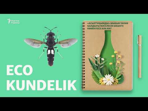 Видео: "Асылтұқымды" шыбын бағып, тағам қалдығын пайдаға жаратқан кәсіпкер
