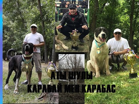 Видео: Бекболат аға - Питомник қарабай & қарабас Qazaq kazyna arnasy қонақта