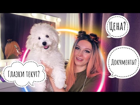 Видео: БИШОН ФРИЗЕ | О чём недоговаривают? РАССКАЖУ ВСЁ КАК ЕСТЬ