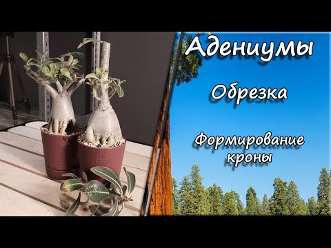 Видео: Адениумы. Обрезка. Формирование кроны