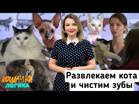 Видео: Кошачья Логика: нужно ли чистить зубы котам