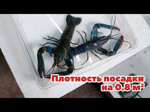 Видео: Плотность посадки Австралийского рака на 0,8 квм