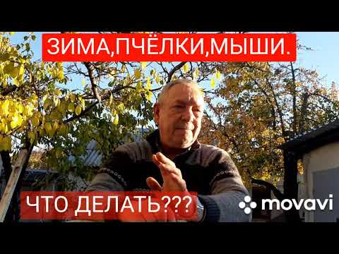 Видео: Борьба с мышами на пасеке. 