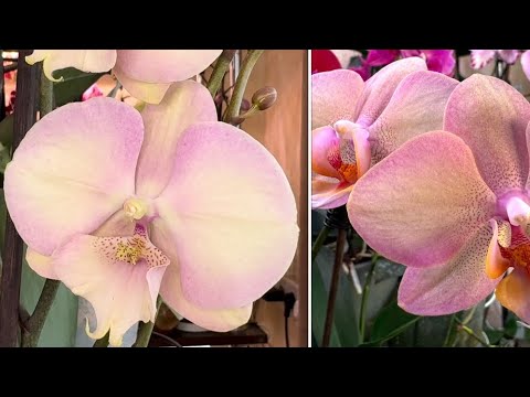 Видео: SOS ! Пропадают корни , что делать ?! ( подробно )