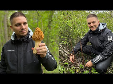 Видео: ГРИБЫ СМОРЧКИ - СБОР ОГРОМНЫХ СМОРЧКОВ И ДИКОЙ СПАРЖИ