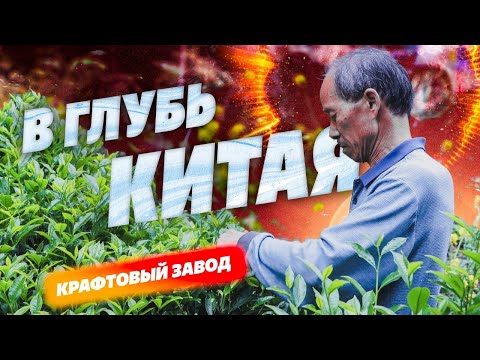 Видео: В глубь Китая! Древняя деревня с Тулоу, крафтовое чайное производство, древний чайный сад.