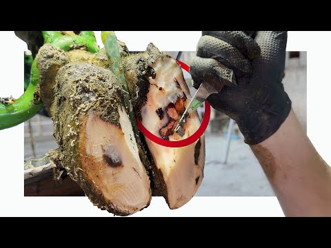 Видео: СЛОИ КОПЫТНОГО РОГА ОТШЕЛУШИВАЮТСЯ ПОЛОСКАМИ