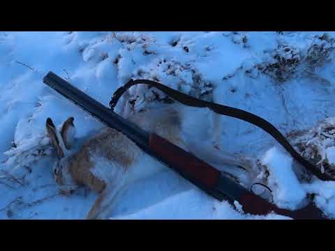 Видео: открыл охоту на зайца сезона 2025-2026 года