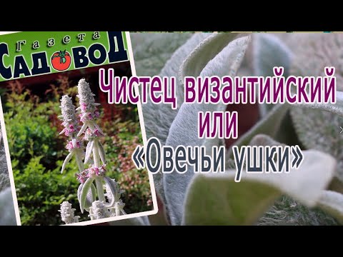 Видео: ЧИСТЕЦ ВИЗАНТИЙСКИЙ ИЛИ ОВЕЧЬИ УШКИ