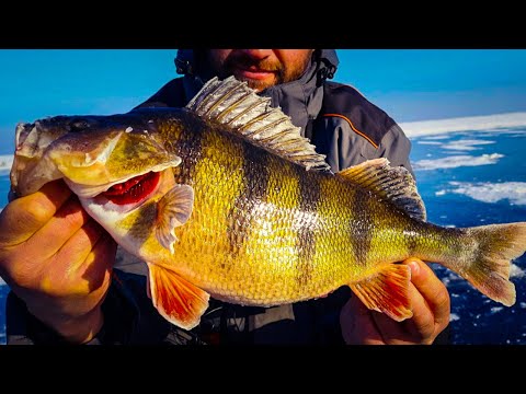 Видео: ОГРОМНЫЕ ИРАКЕЗЫ! ЛОВЛЯ ОКУНЯ НА БАЛАНСИР! Зимняя рыбалка 2021 на окуня /Горбачи/