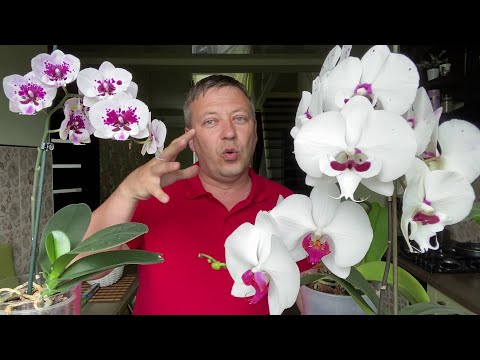 Видео: ОРХИДЕИ БЕЛОСНЕЖНЫЕ обзор полив орхидей и мой уход за орхидеями 22.05.20