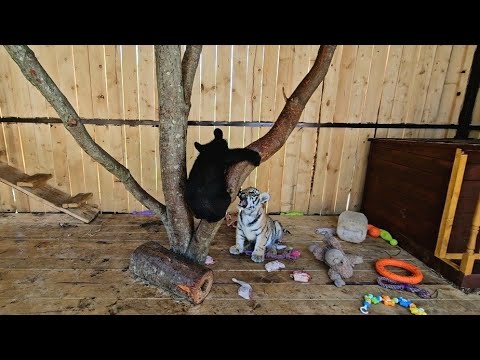 Видео: Медведь против тигра🐻🐯 ПАРК ЗЕМЛЯ ПРАЙДА 🌿
