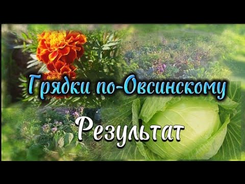 Видео: Грядки по-Овсинскому. Подводим итоги.