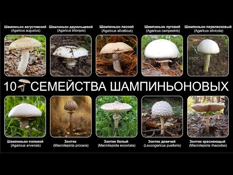 Видео: Топ 10 ГРИБОВ СЕМЕЙСТВА ШАМПИНЬОНОВЫХ