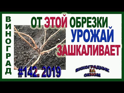 Видео: 🍇 Обрезка ВИНОГРАДА на ОБРАТНЫЙ рост. КАК обрезать 3х летний куст после короткой обрезки.