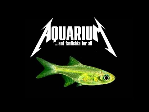 Видео: Аквариумный Куботай — зелененький он был!