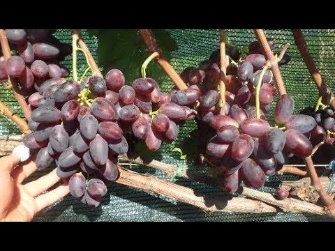 Видео: Виноград Богатырь 2020