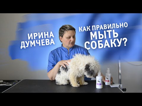 Видео: Как правильно мыть собаку? Рассказывает и показывает грумер Ирина Думчева.