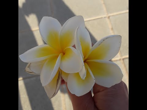 Видео: Экологическое право. Общая часть. Тема 1.  Лекция 2.