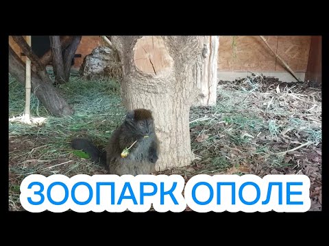 Видео: 💚 Прогулка по Зоопарку.Самый лучшый Зоопарк.💚