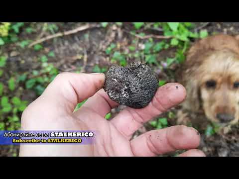 Видео: Търсене на нови райони за лов на трюфели Част 6