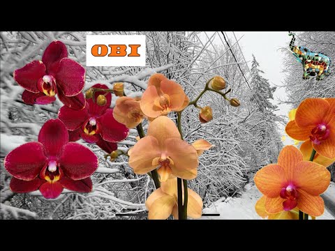Видео: Предновогодняя супер поставка орхидей в OBI Парнас СПб обзор #phal #орхомания #orchid