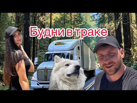 Видео: Едем с Калифорнии в Вашингтон | Будни в траке с женой и собакой 🚚