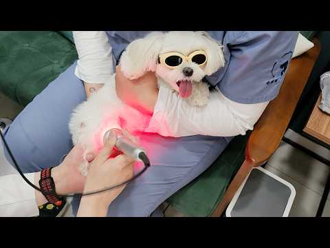 Видео: Мальтийцы после реабилитации такие милые?