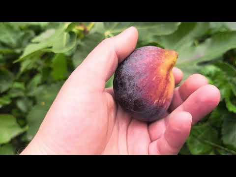 Видео: Инжир Black Jack