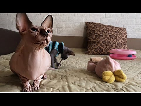 Видео: Любите Сфинксов-смотрите💞🐈нет- уходите😈 Советы по воспитанию👍 #сфинксы #котики