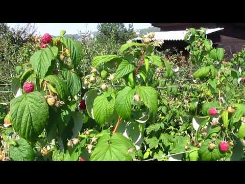 Видео: Ремонтантная малина Полка. Верхозин Юрий.