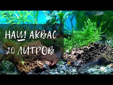 Видео: #ГУППИ И #КРЕВЕТКИ - КЛАССНЫЙ СОЮЗ В НАНО АКВАРИУМЕ❗❕❗