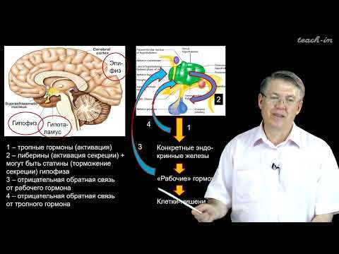 Видео: Дубынин В. А. - 100 часов школьной биологии - 1.13. Эндокринная система. Часть 1