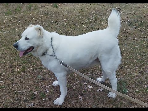 Видео: Алабай. Что делать если покусалась с бродячей собакой? Ставлю вакцину.