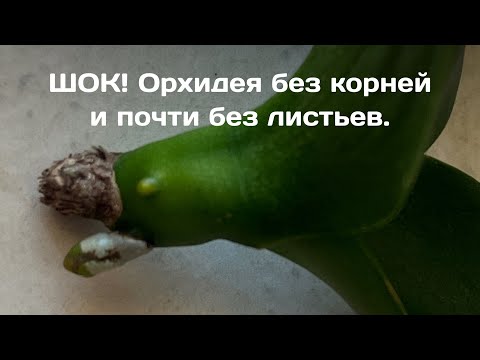 Видео: Как Спасти Орхидею без Корней. Реанимации Орхидеи