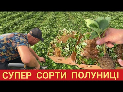 Видео: Супер Сорти Полуниці‼️ Розсада копанка Брілла, Амі, Гранд Роса🍓🌱