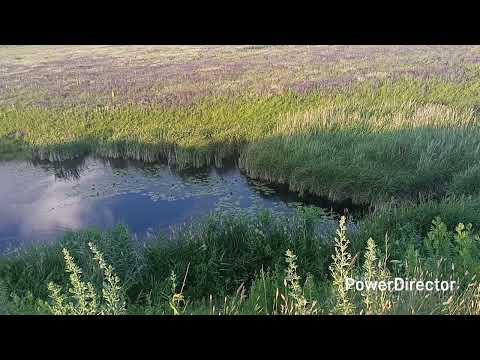 Видео: 🍄 По грибы. Красивая природа. Лебедь. 