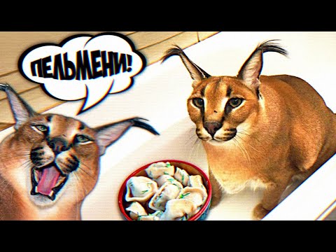 Видео: ПЯТЬ НОЧЕЙ у ШЛЁПЫ 😺 ШЛЕПА ЛЮБИТ ПЕЛЬМЕНИ !!! Five Nights at Floppa