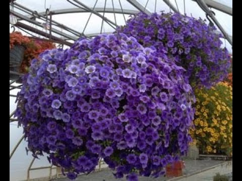 Видео: Не затягивайте с посевом Калибрахоа.29.01.2020