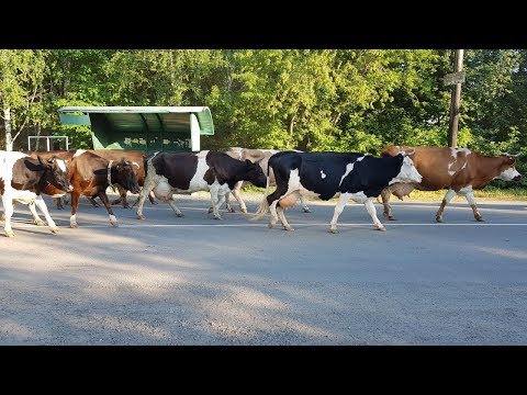 Видео: Стадо коров возвращается в село