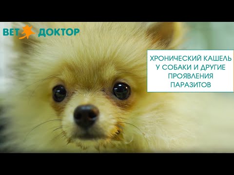 Видео: ХРОНИЧЕСКИЙ КАШЕЛЬ У СОБАКИ  И ДРУГИЕ ПРОЯВЛЕНИЯ ПАРАЗИТОВ