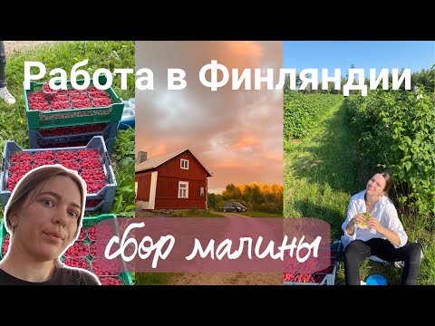 Видео: Сбор малины | Вся правда | Работа на ферме отзыв | Условия жизни | Работа в Финляндии